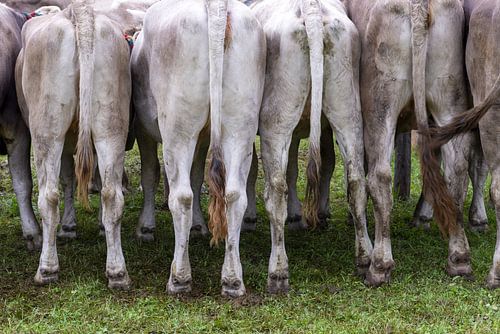 Behind the mountains - stories from the cattle drive