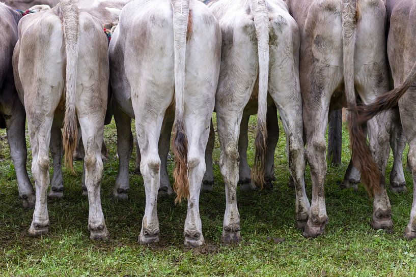 Behind the mountains - stories from the cattle drive by Walter G. Allgöwer