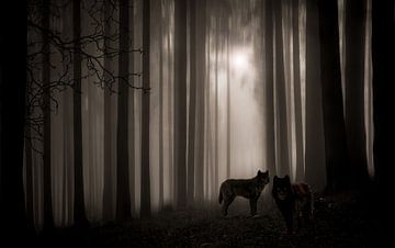 Wolves  by HMS