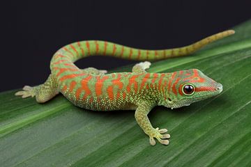 Madagascar Day Gecko (Phelsuma madagascariensis) by Ronald Pol