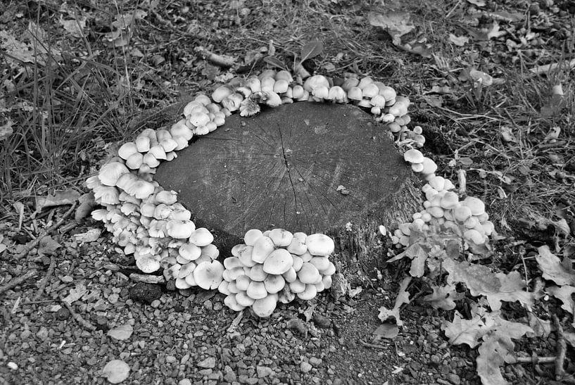 Paddestoel 3 par Esther's Photos