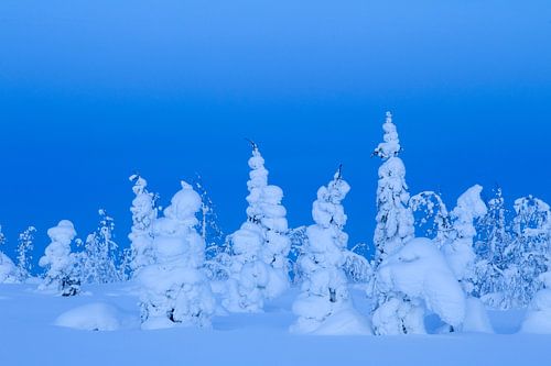 Snow covered pine trees in Lapland, Finland