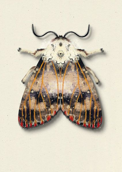 Papillon de nuit avec points rouges avec ombre illustration d'insecte par Angela Peters
