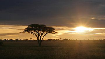 Zonsopkomst in Afrika op de savanne in Tanzania van Robin Jongerden