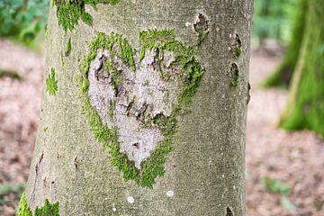 Liefde voor de natuur (hartvorm omlijst door mos op een boomstam)