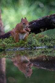Lief eekhoorntje :-) von Henk v Hoek