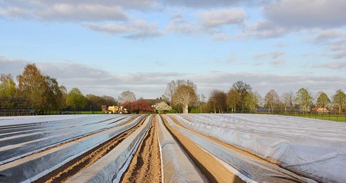 Achterhoek asperges