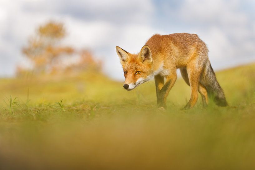 Rotfuchs von Pim Leijen