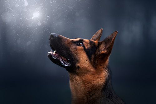 Duitse herder sprookje