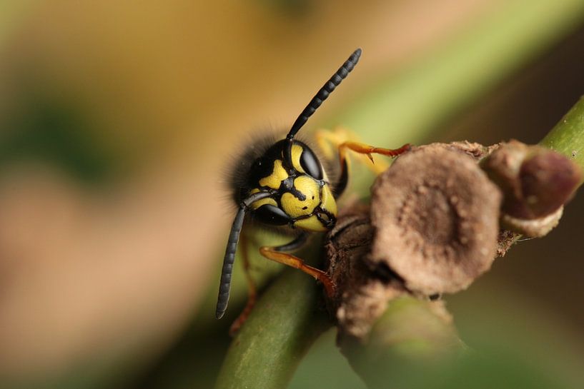 The wasp by Bärbel Severens