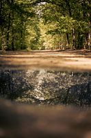 Water reflection in the forest!