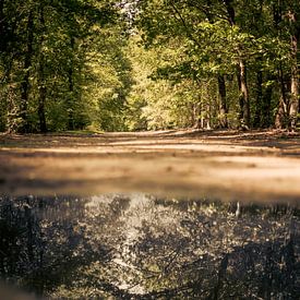 Waterreflectie in het bos! van Ronald van Kooten