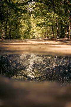 Wasserspiegelung im Wald! von Ronald van Kooten