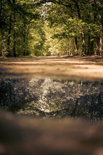 Water reflection in the forest! by Ronald van Kooten