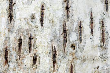 Detail of the bark of a birch tree by Sjaak den Breeje