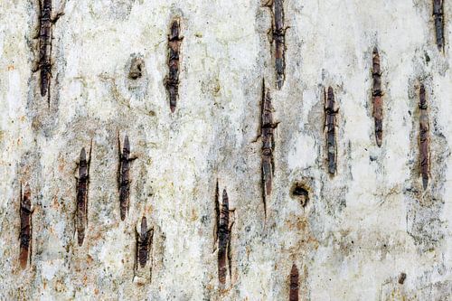 Detail van de bast van een berkenboom