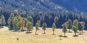 Maple trees by Walter G. Allgöwer