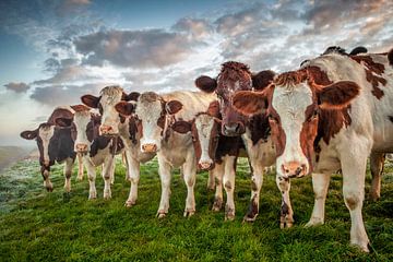 Sieben Kühe in einem Polder