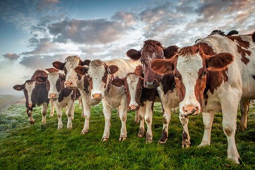 Seven cows in a polder