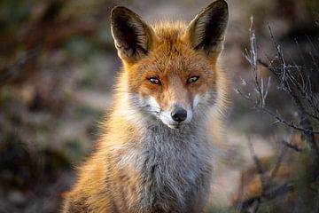 Portrait de renard roux Pays-Bas sur Björn van den Berg