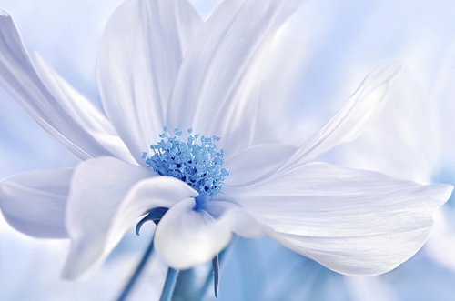 Cosmea van Violetta Honkisz