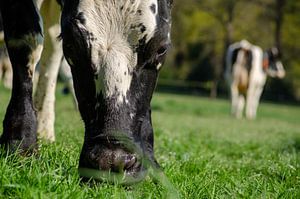 Vache au pâturage sur Marieke De Boer