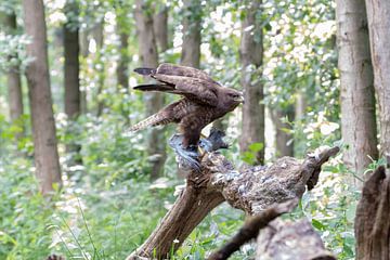 Buzzard sur Merijn Loch