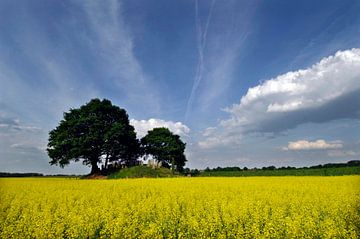 Champ de colza sur Wim van der Ende