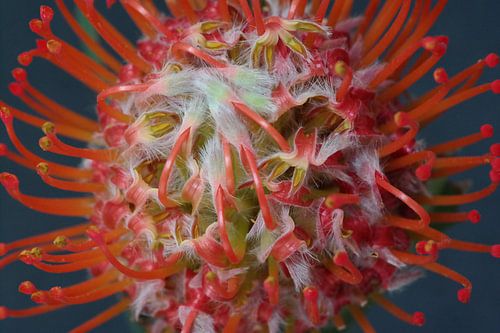 Leucospernum Nutans