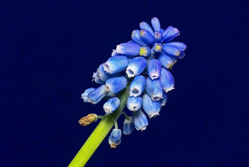 Blue on blue by Mike Bing