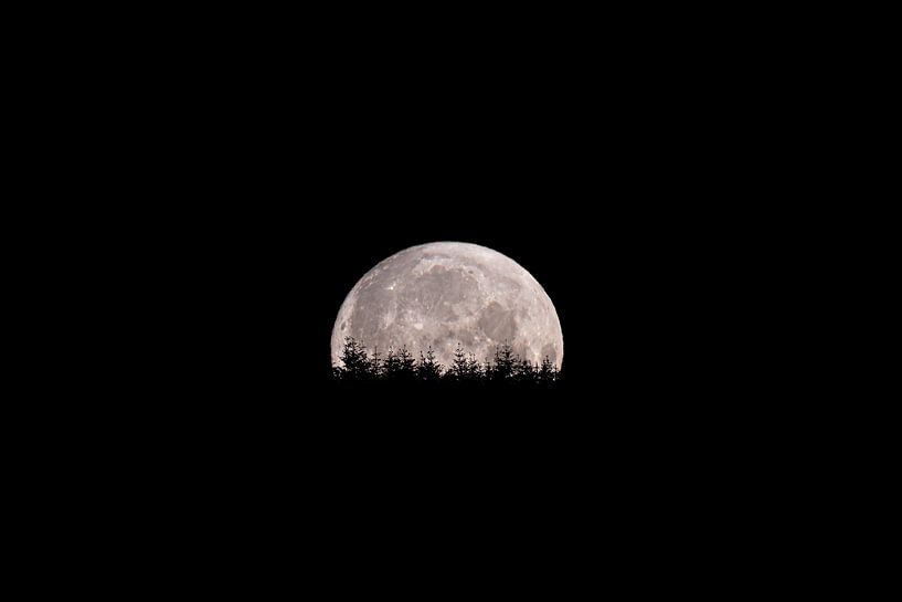 supermoon sinks behind the conifers by Jelle Mijnster