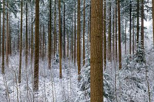 Von oben gesehener verschneiter Kiefernwald
