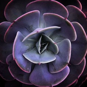 DARKSIDE OF SUCCULENTS VII von Pia Schneider