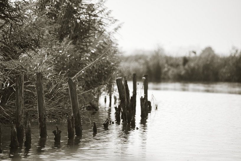 On the Kerk AE (lake near Zuiderwoude) by Erik Reijnders