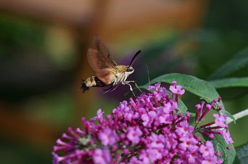 Vlinder Hommel Nachtvlinder in vlucht