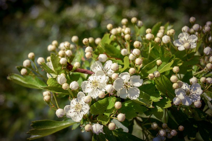 Bloemen by Jane Changart