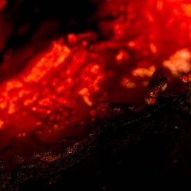 Fruit flies in lava by Roel Verver