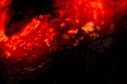 Fruit flies in lava
