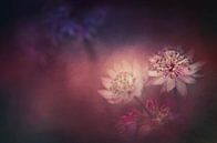Filigree star umbel in red by ahafineartimages thumbnail