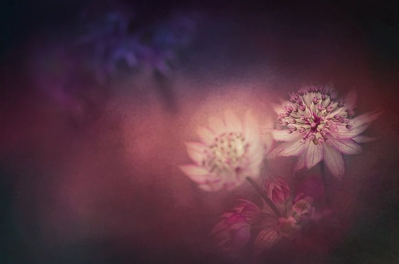 Filigree star umbel in red by ahafineartimages
