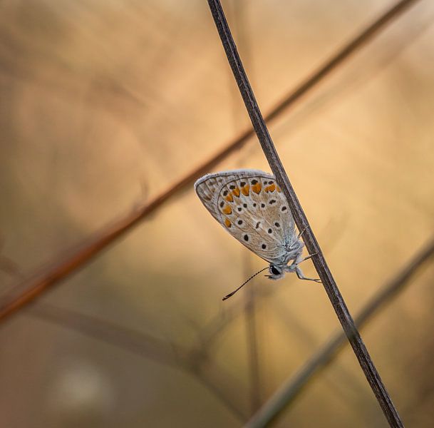 Butterfly between twigs by Jan Roos