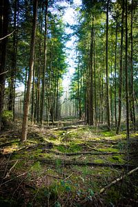 Vue verte à travers la forêt
