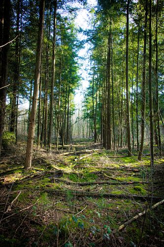Groene doorkijk in het bos