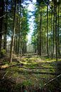 Groene doorkijk in het bos van Alex Hiemstra thumbnail