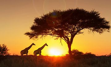 LPH 71154563 Giraffes onder een boom bij zonsondergang, Namibia