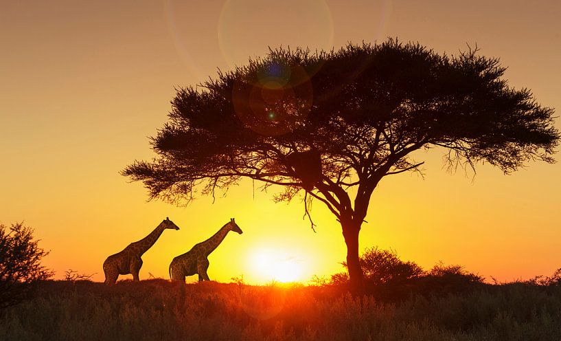LPH 71154563 Girafes sous un arbre au coucher du soleil, Namibie par BeeldigBeeld Food & Lifestyle