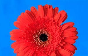 Gerbera
