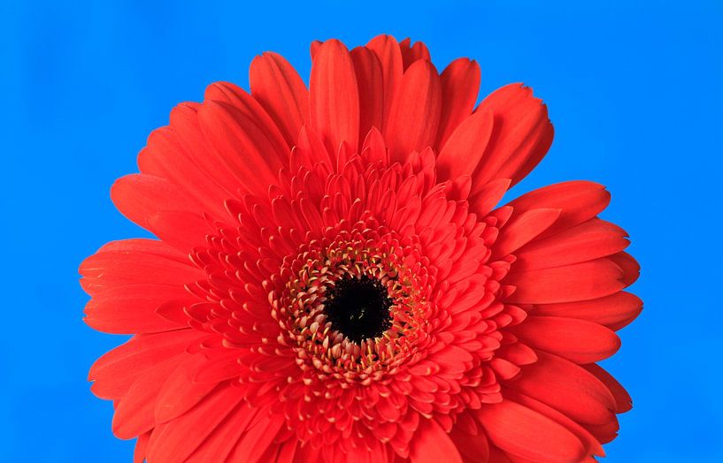 Gerbera von Thomas Jäger