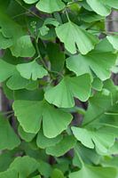 Green Ginkgo biloba leaves in spring
