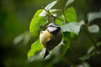 Blue tit in search of food